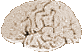 brain